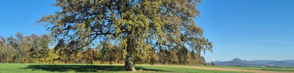 Cover picture - Sustainability